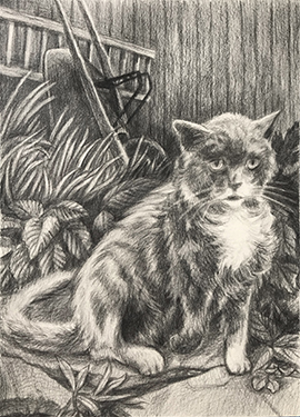 An Ugly Stray An Ugly Stray