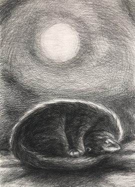 Through Insomnia Nights the Black Cat Through Insomnia Nights the Black Cat
