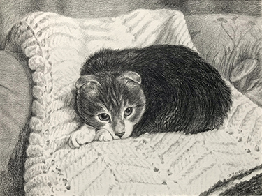 Scottish Fold Kitten Scottish Fold Kitten